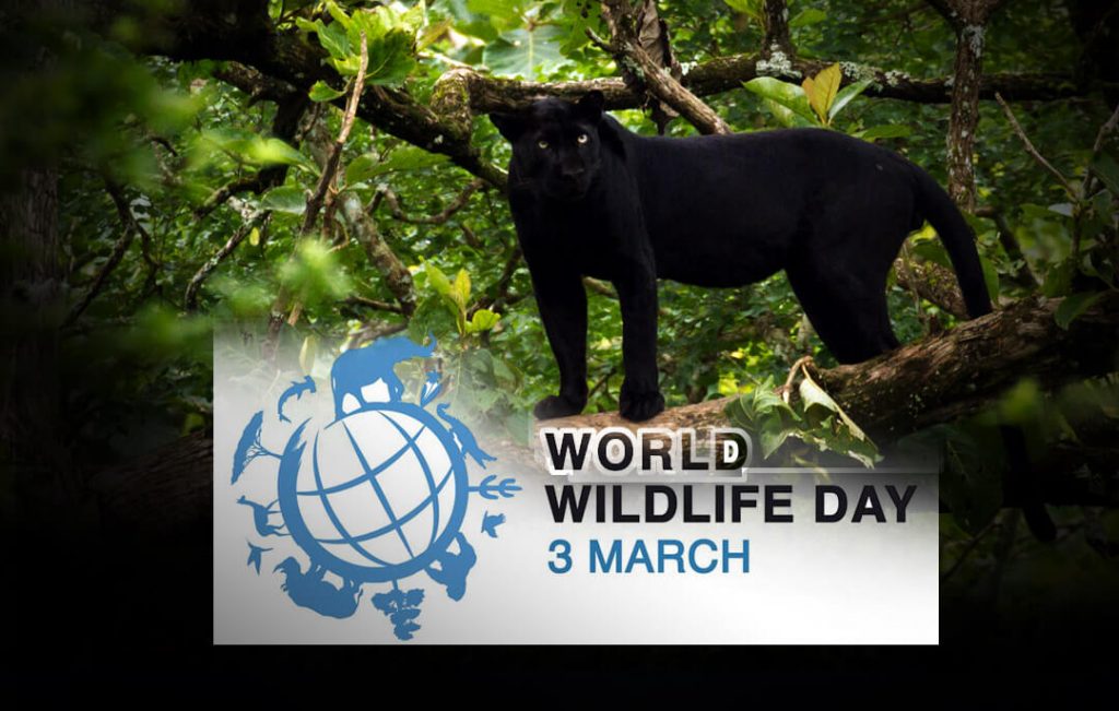 World Wildlife Day-วันคุ้มครองสัตว์ป่า พันธุ์พืช