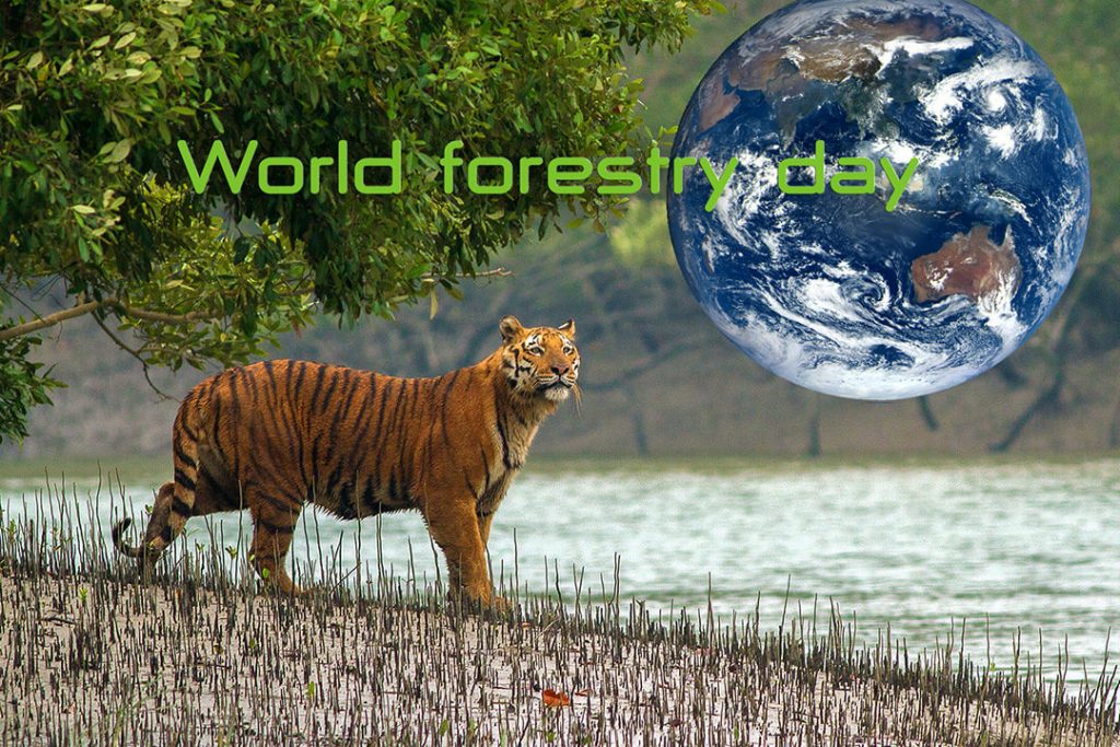 วันป่าไม้โลก-World forestry day