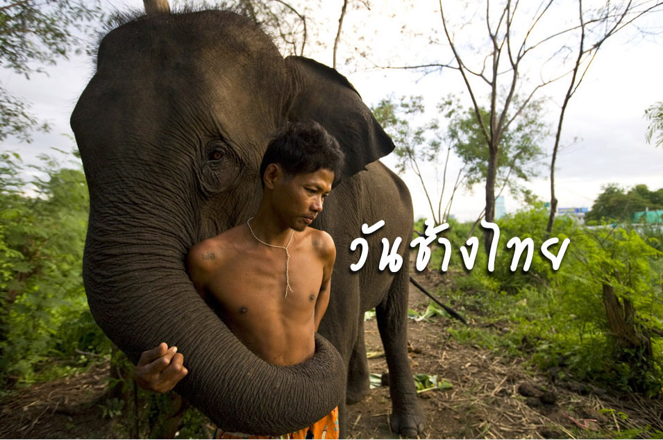 วันช้างไทย-elephant day